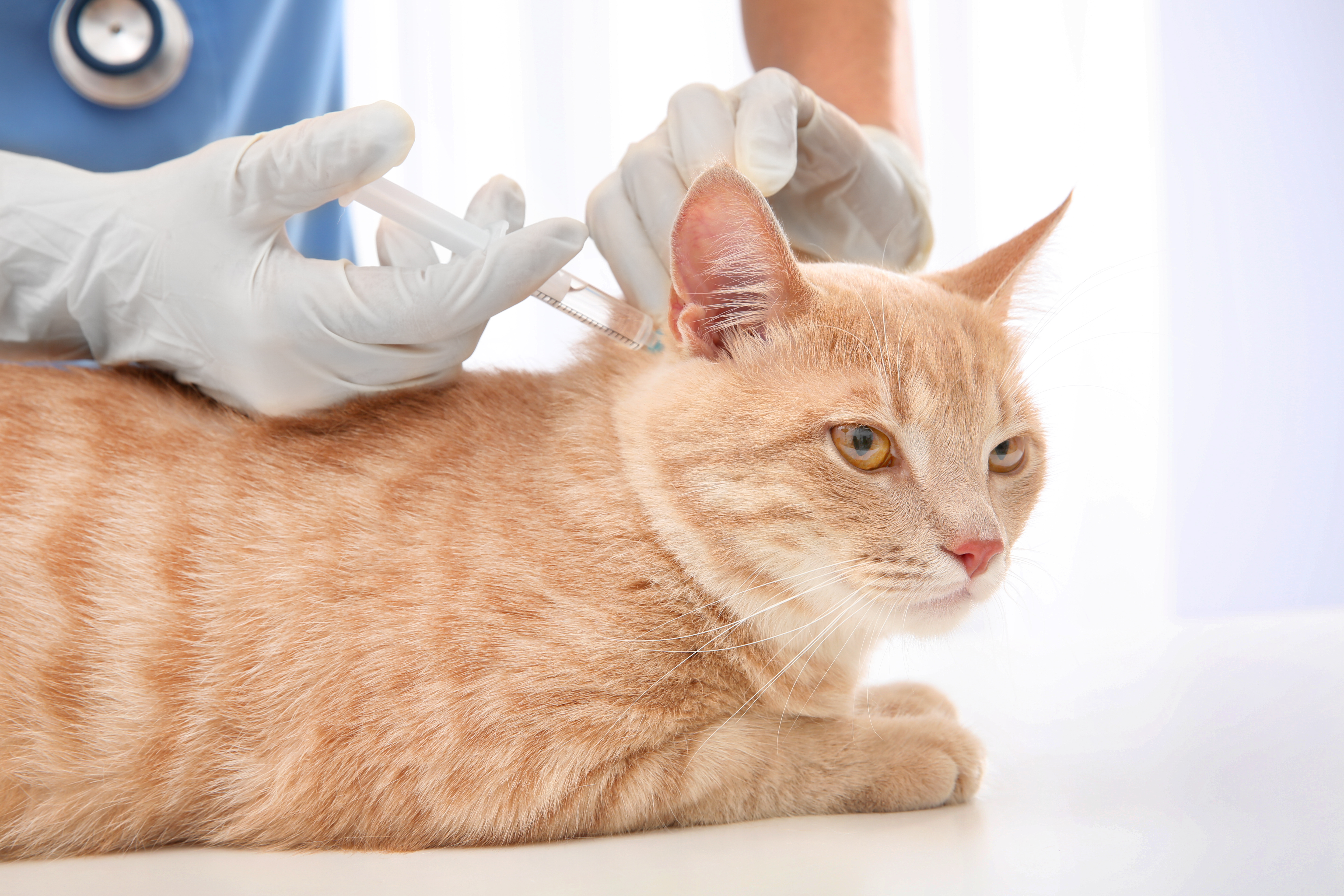 éternuements chat-mon chat éternue-coryza du chat-rhume du chat-virus félins-vaccination chat